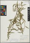 Foto von Salix linearifolia E. L. Wolf